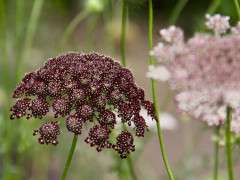 Daucus carota 'Dara' (1) image