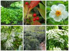 deer resistant plants 2 image