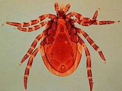 Deertick from NOAA 2 image