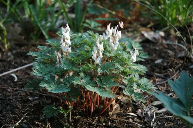 dicentra-cucullaria-dutchmans-breeches.jpg
