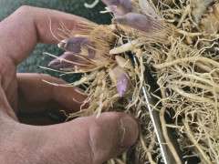 Dividing hosta with knife image