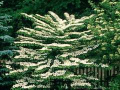 doublefile viburnum image