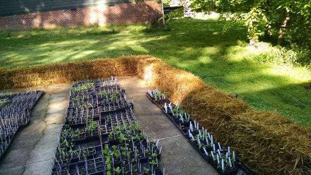 straw bales garden beds at craig lehoullier's yard