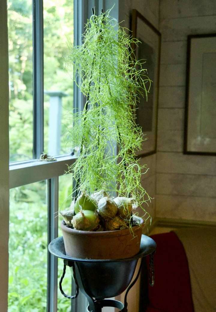 Bowiea volubilis