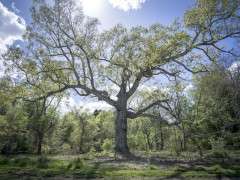 DYING TREE A7L01325 image