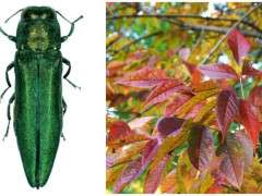EAB detail and white ash fall color image