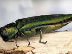 emerald ash borer (EAB) image