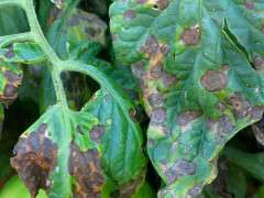 early blight leafcux500 image