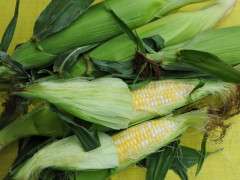 ears of corn image
