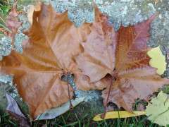 eastern sycamore leaf image