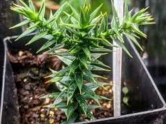 EFN MONKEY PUZZLE SEEDLING 35650556 2095642117357942 8748804032119701504 n 1024x1024@2x image