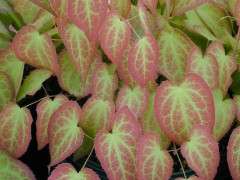 Epimedium versicolor v. versicolor foliage image