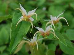 Epimedium x 'Space Invaders' C image
