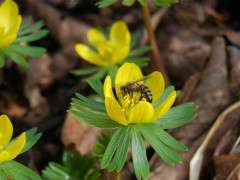 eranthis with honeybee image