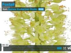 eremurus video jpg image
