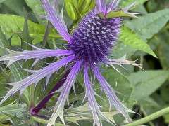 Eryngium leavenworthii close up image