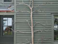 espalier pruned 2018 image