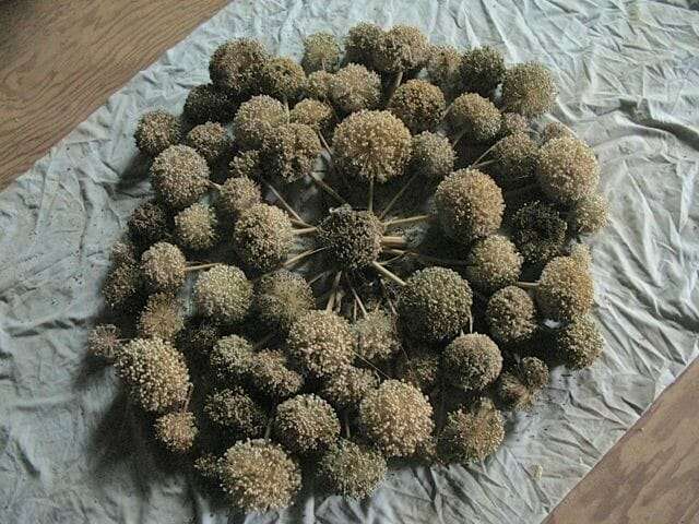 Ester-cook-leek-seed-heads-1