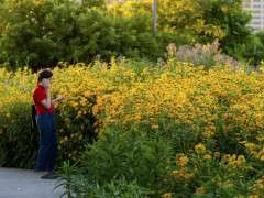 Etienne Frossard EF Brooklyn Bridge Park flower summer sunset pier 6 1400x0 c default image