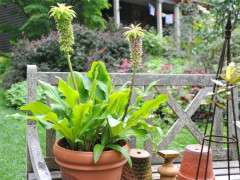 eucomis bicolor in a pot image