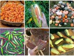 Experimental Farm Network seeds image