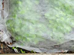 fabric covered greens image