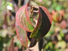 fall foliage viburnum plicatum image