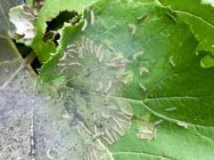 fall webworm petasites image