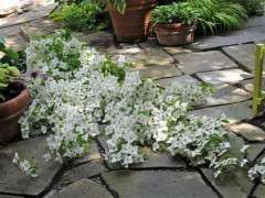 fallen kousa dogwood branch image