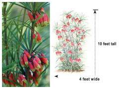 Far Reaches Farm Polygonatum kingianum image