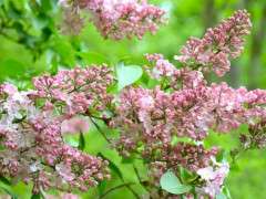 favorite pink lilac image