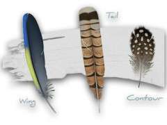 feather from cornell 2 image