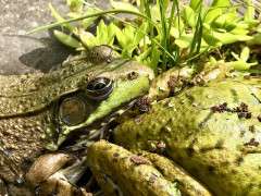 female green frog rests head on male image