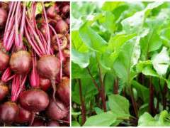 feuer kugel beet plus young greens image