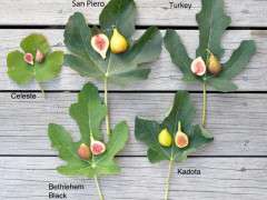 Ficus, 5 varieties w labels image