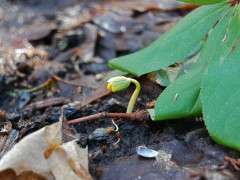first eranthis image