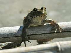 first frogboy 2010 2 image