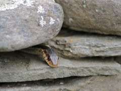 first snake 2 image
