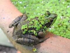 flocked frog 2 image