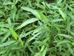 FLORY microstegium closeup whole plant image