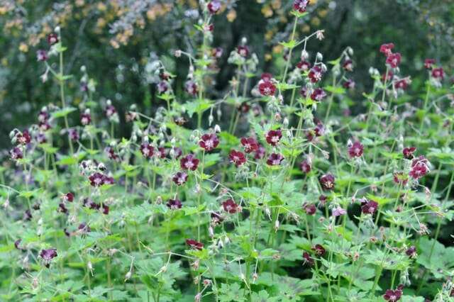 flowers-of-geranium-phaeum