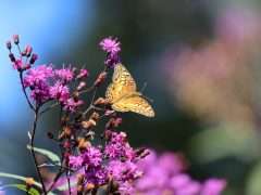 Fritillary on Vernonia 0A6A7837 1920x1012 image
