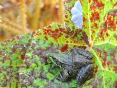 frog and moth nesting in begonia leaf image