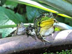 frog friends 2 image