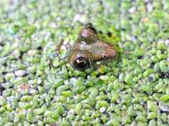 frog gives the hairy eyeball image