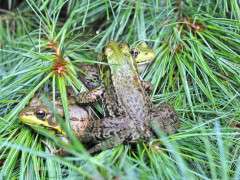 frog huddle image