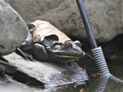 frog in disguise image