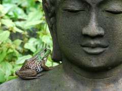frog on buddha 1 image