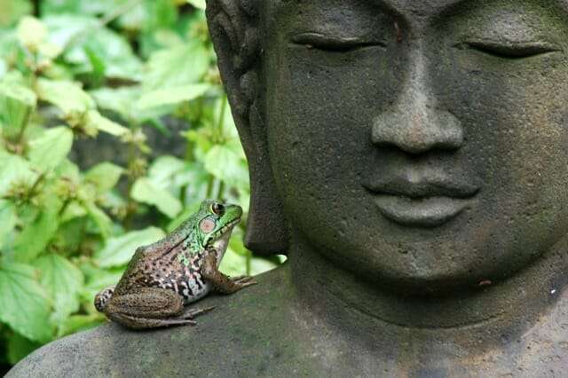 frog on Buddha