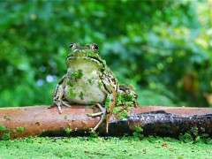 frog on lip of trough image